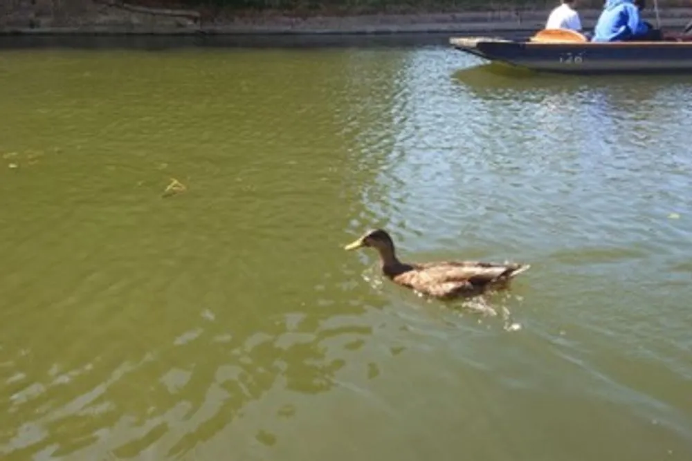 A duck paddling in the river.