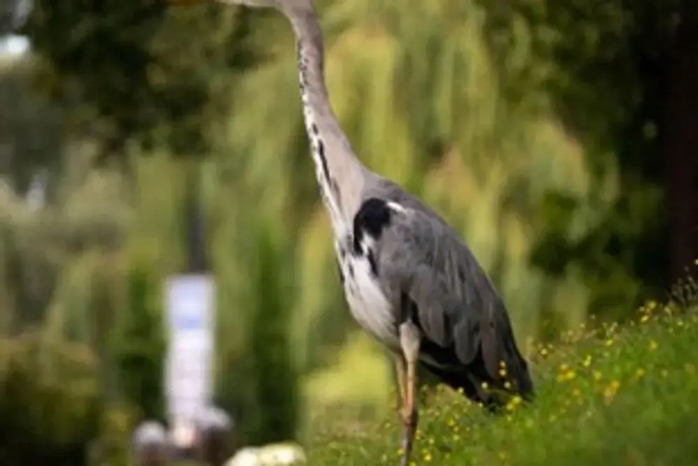A heron standing on the riverbank.