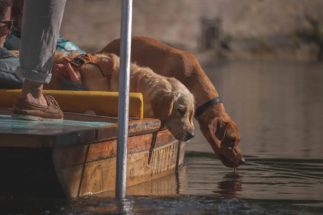 Dog Days Out Cambridge - Two dogs lean over the edge of a punt to sniff the water. A chauffeur stands at the back of the punt with a pole - you can see his legs and pole only.