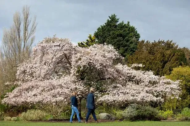 A tree blossoming in the Cambridge Botanical Gardens